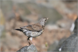 <p>DROZD KVÍČALA (Turdus pilaris) /Fieldfare - Wacholderdrossel/</p>